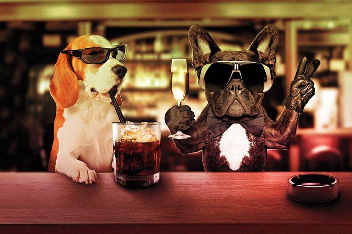 Dogs drinking and partying in a bar